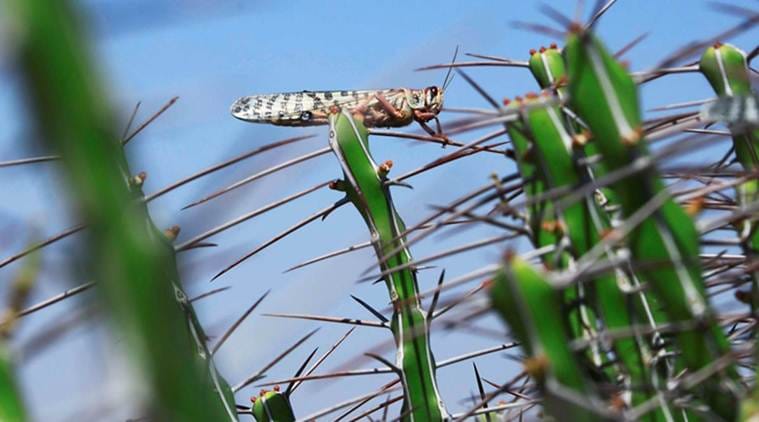 UN warns of ‘major shock’ as Africa locust outbreak spreads