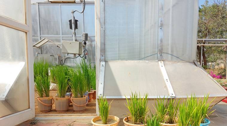 How can crops adapt to climate change and still feed the world? This Hyderabad institute has some answers