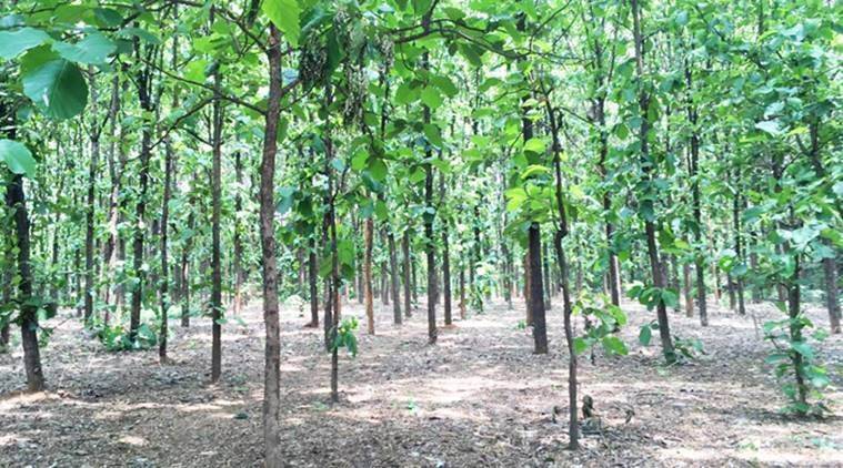 Outbreak set to stall tree plantation in Maharashtra