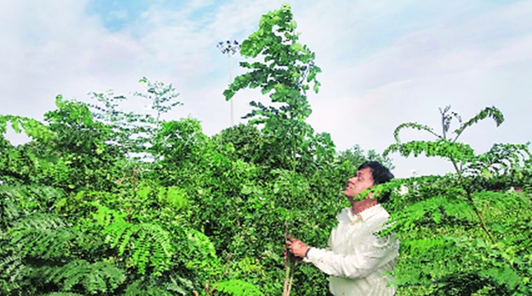 KASEZ: 1.5 lakh trees to boost green cover