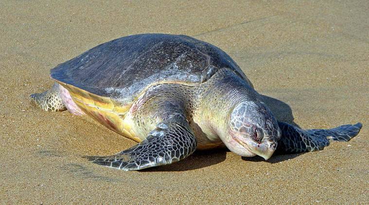 Maharashtra: State-run rescue centre for beached marine animals comes up at Airoli