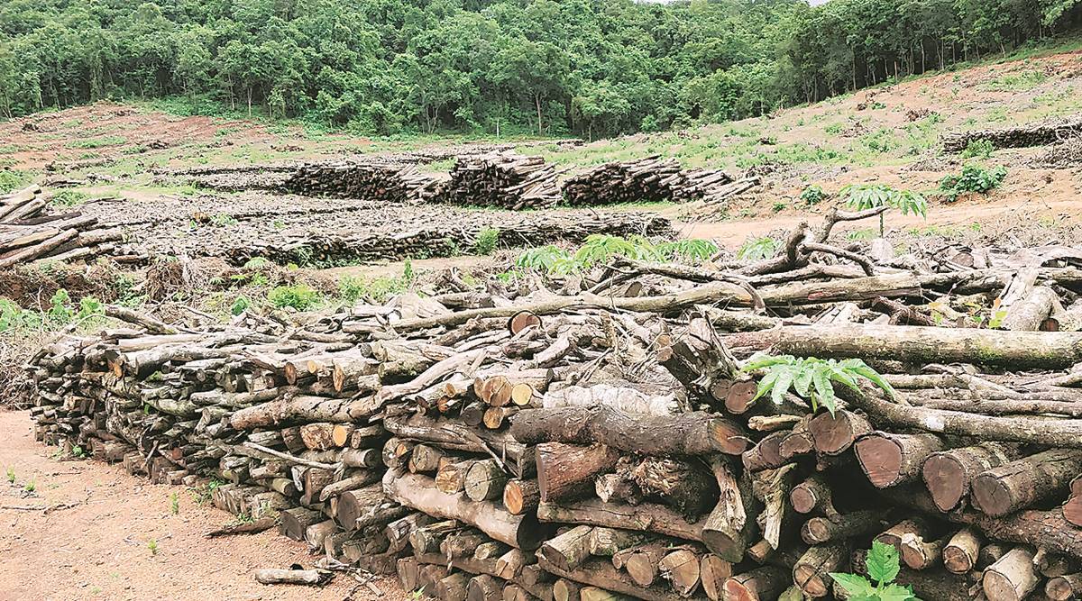 Over 2,600 trees felled in Goa for power project: Law loophole, afforestation delay