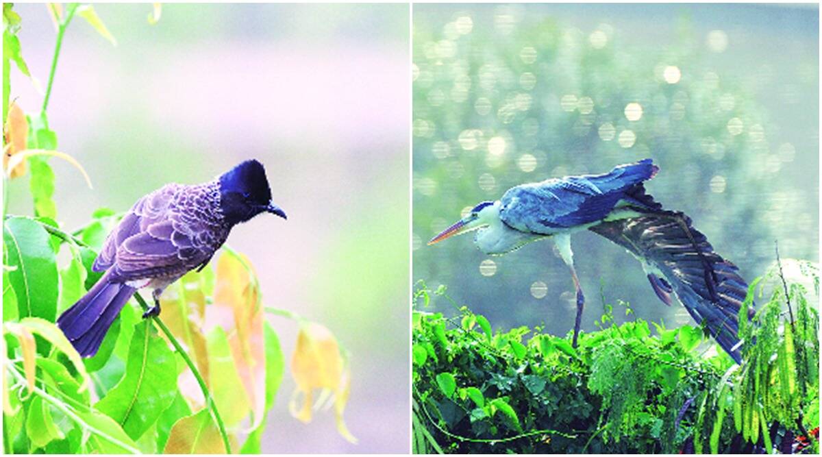 An atlas that maps Pune’s birds, their changing habitats