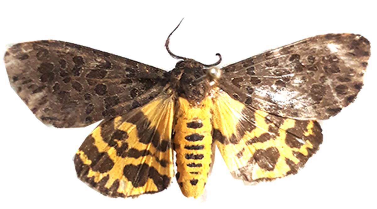 Pune: ZSI scientists discover 3 new tiger moth species in Western Ghats