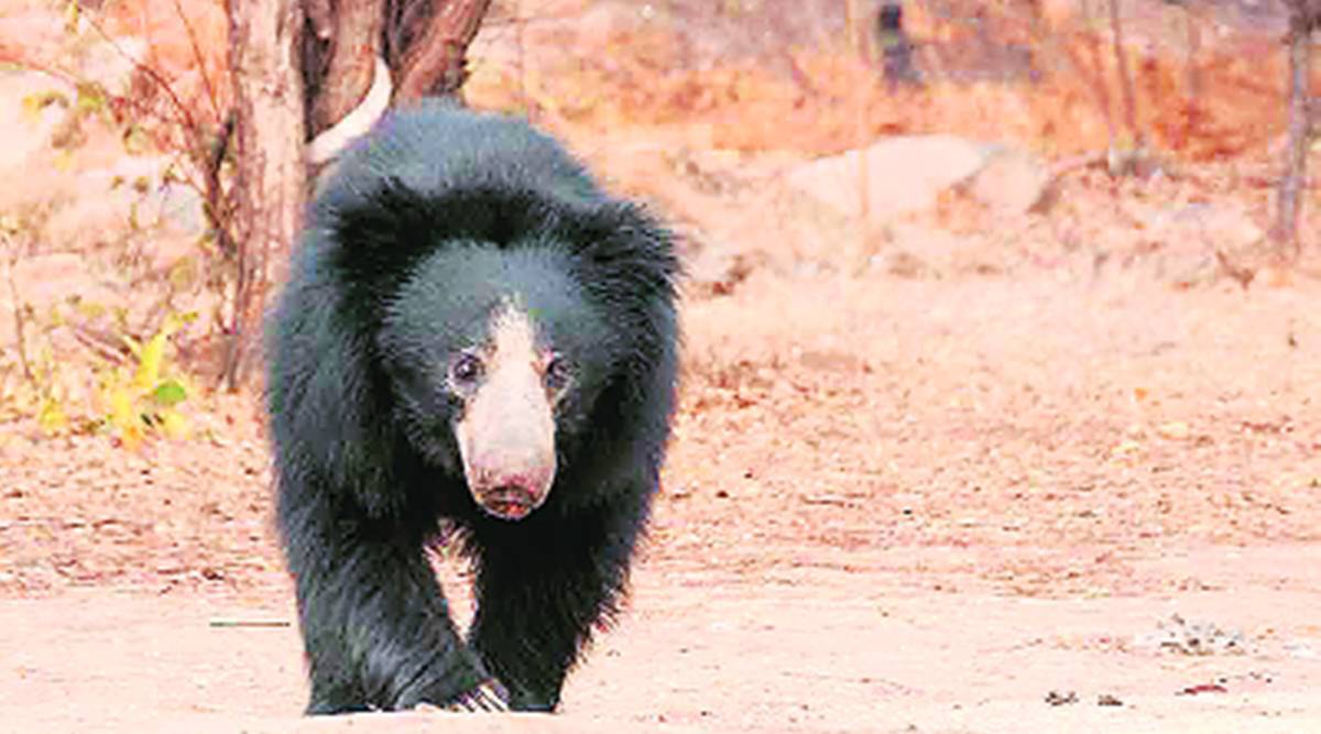 Gujarat govt plans to focus on sloth bear corridor for conservation, tourism purposes