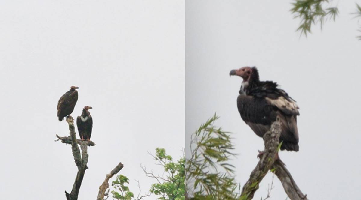 Hope rises from the dead as red-headed vultures are spotted again in Nilgiris