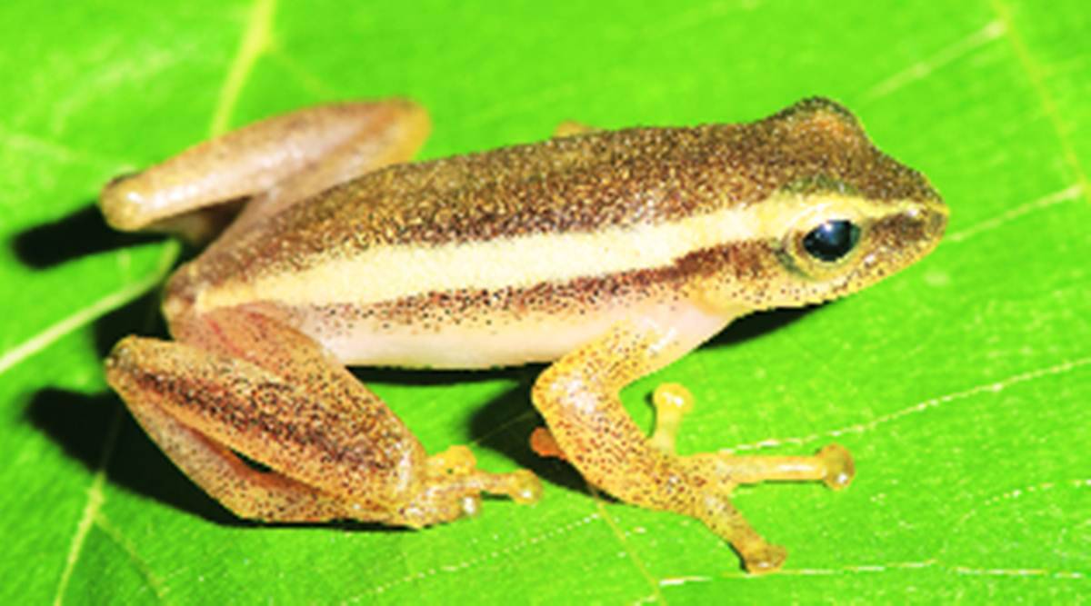 In Andamans, scientists hit upon new frog genus