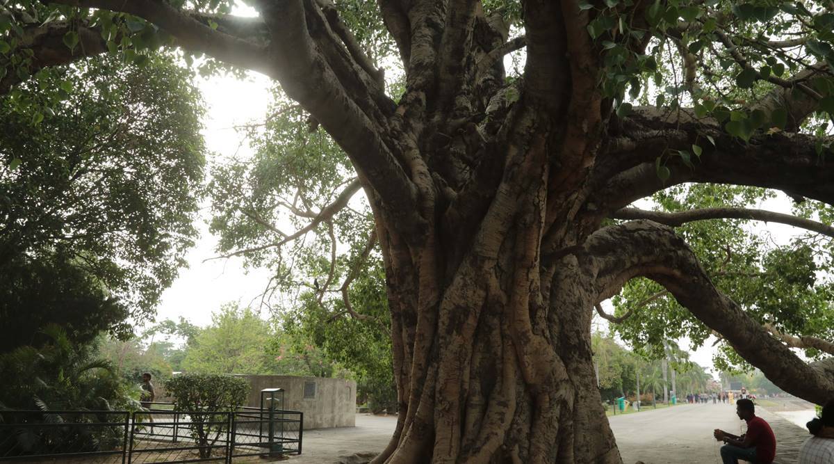 ‘Peepal trees around Pune airport more tolerant to air pollution’: Study