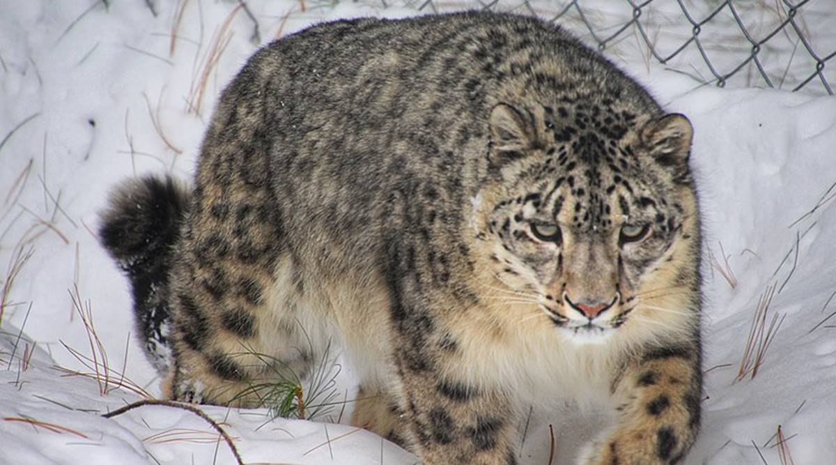Himachal home to 73 snow leopards, finds survey