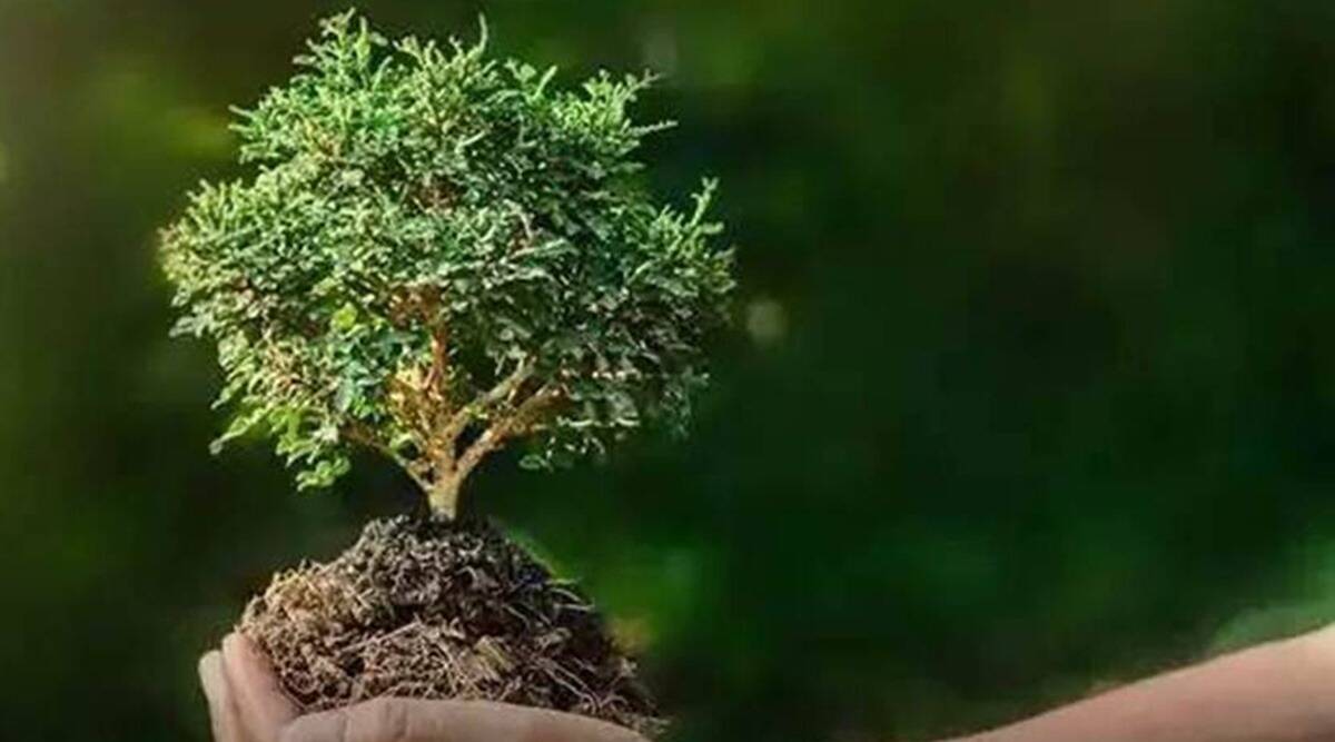 Delhi govt to set up cell to monitor tree transplanting