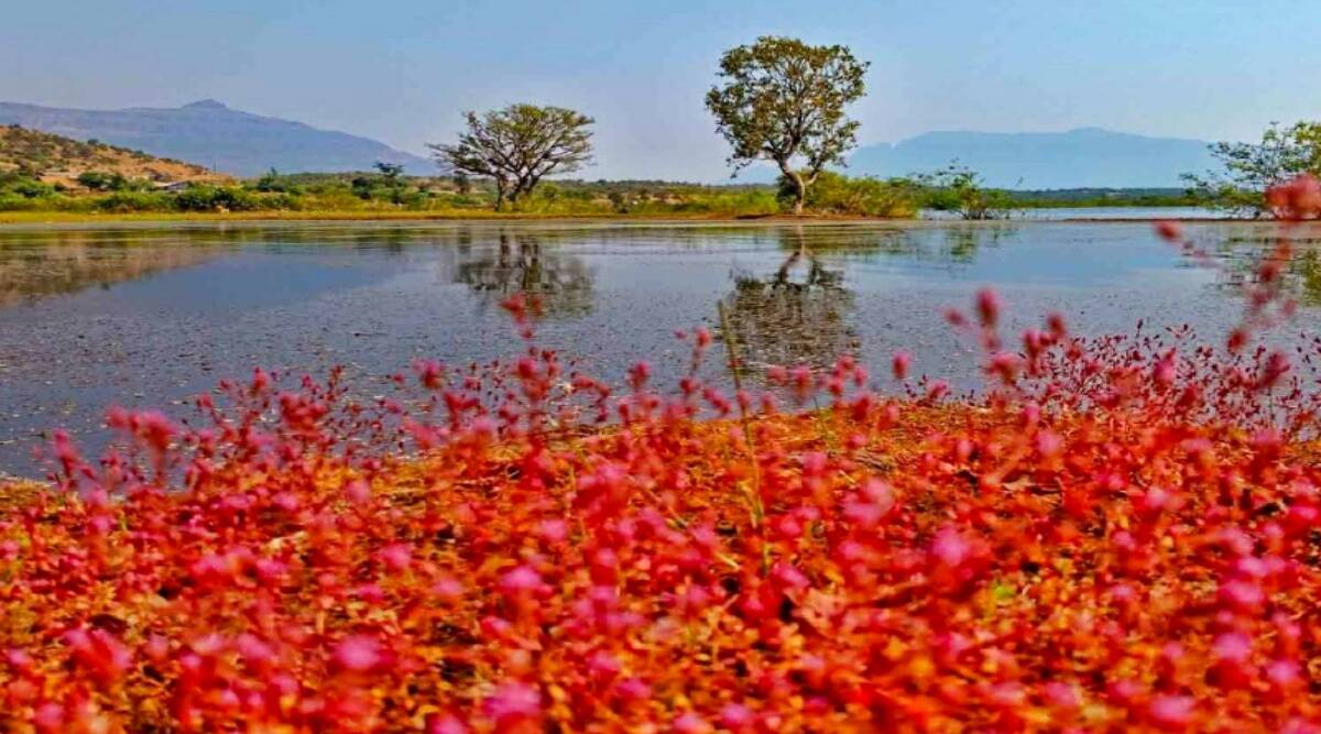 Pune wetlands near Sahyadri ranges flourishing with aquatic plants: Study
