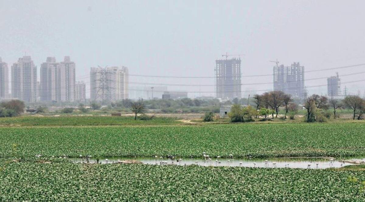 Wetland authority seeks action plan to revive 1,000 water bodies