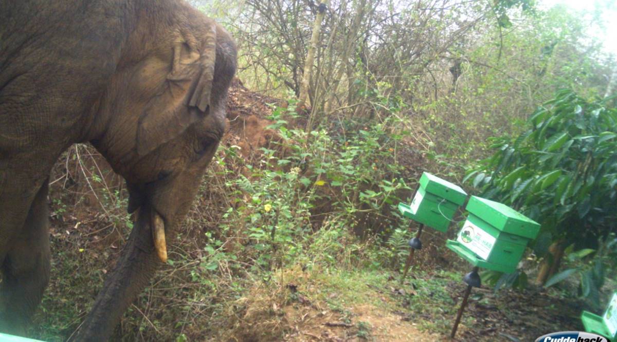 Karnataka: ‘Fence of honeybees’ around village curbs elephant-human conflict, to be replicated in other states