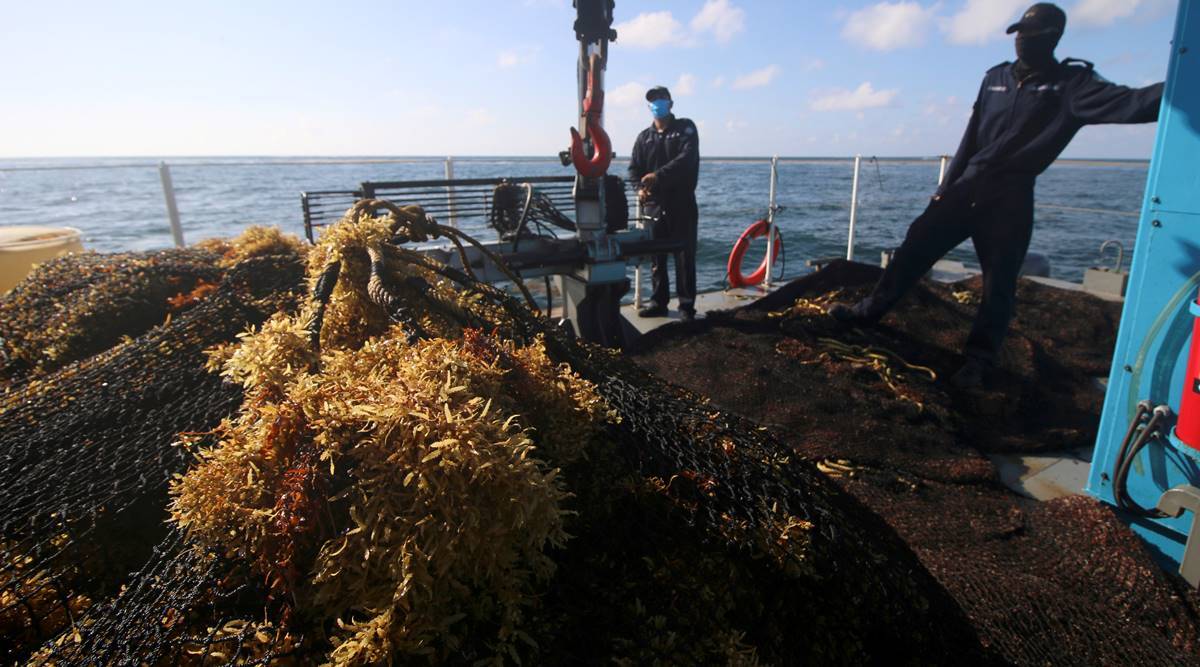Scientists come closer to solving Caribbean seaweed mystery