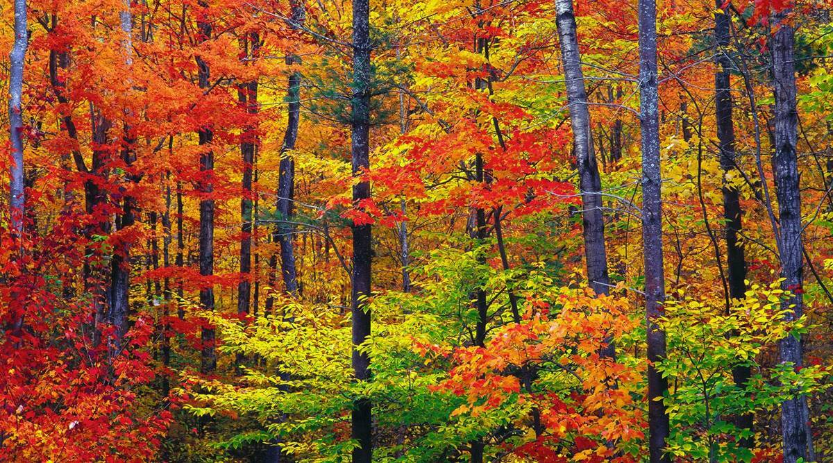 Less vibrant fall colours: How climate change is affecting leaves