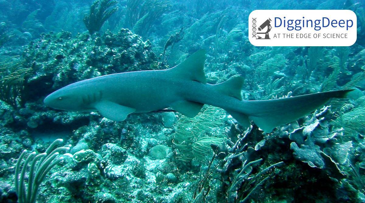 How human exploitation dwindled Caribbean shark communities, a study finds out