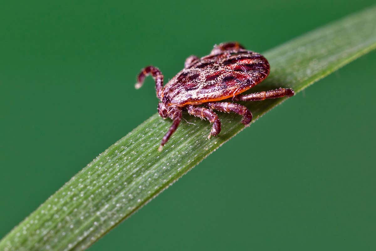 Lyme disease cases may rise 92 per cent in US due to climate change
