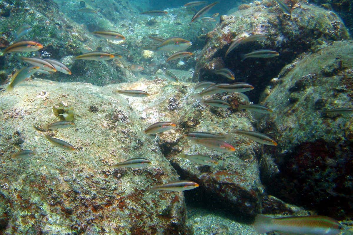 A Japanese nuclear power plant created a habitat for tropical fish