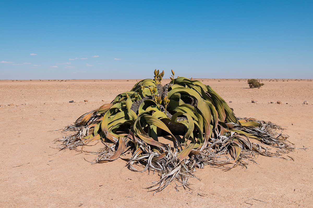 Population of world’s strangest plant threatened by climate change
