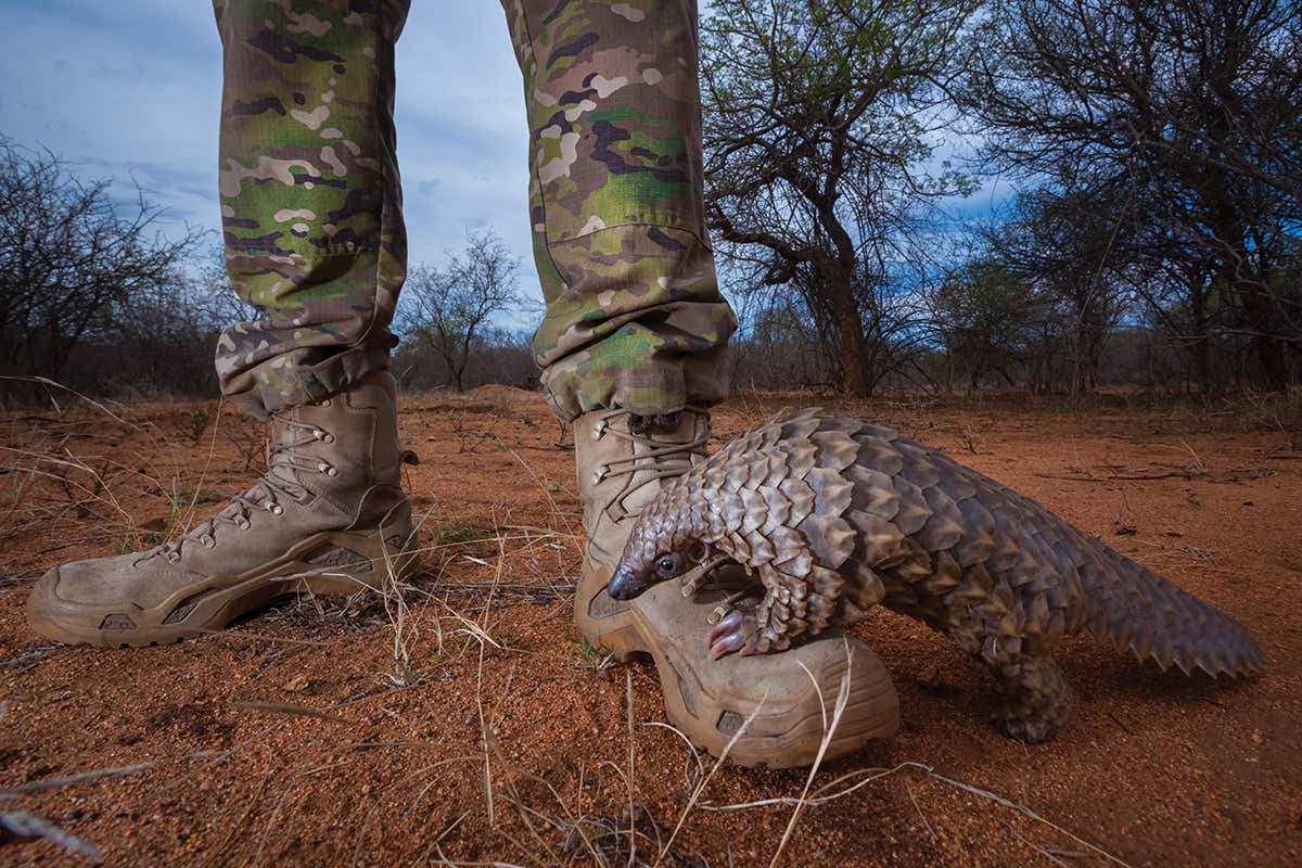 Photographer documents the fight to save pangolins from extinction