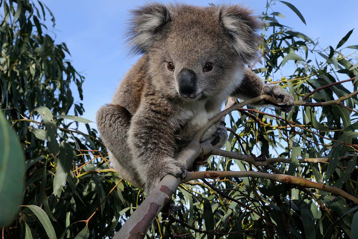 Koalas are being given birth control to fight overpopulation