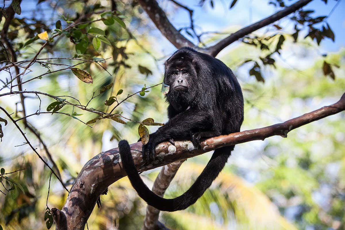 Howler monkeys navigate using adaptable mental maps, just like humans