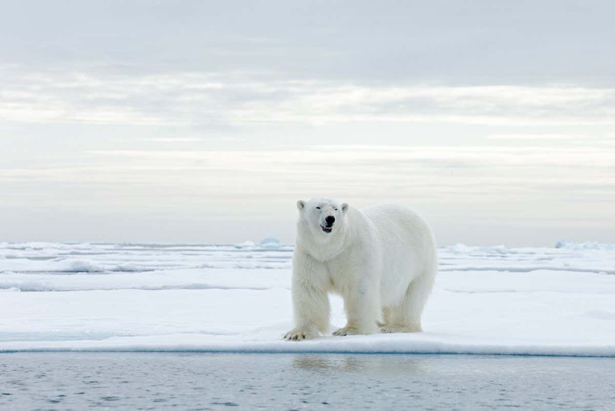 Polar bears in Svalbard archipelago are inbreeding due to sea ice loss