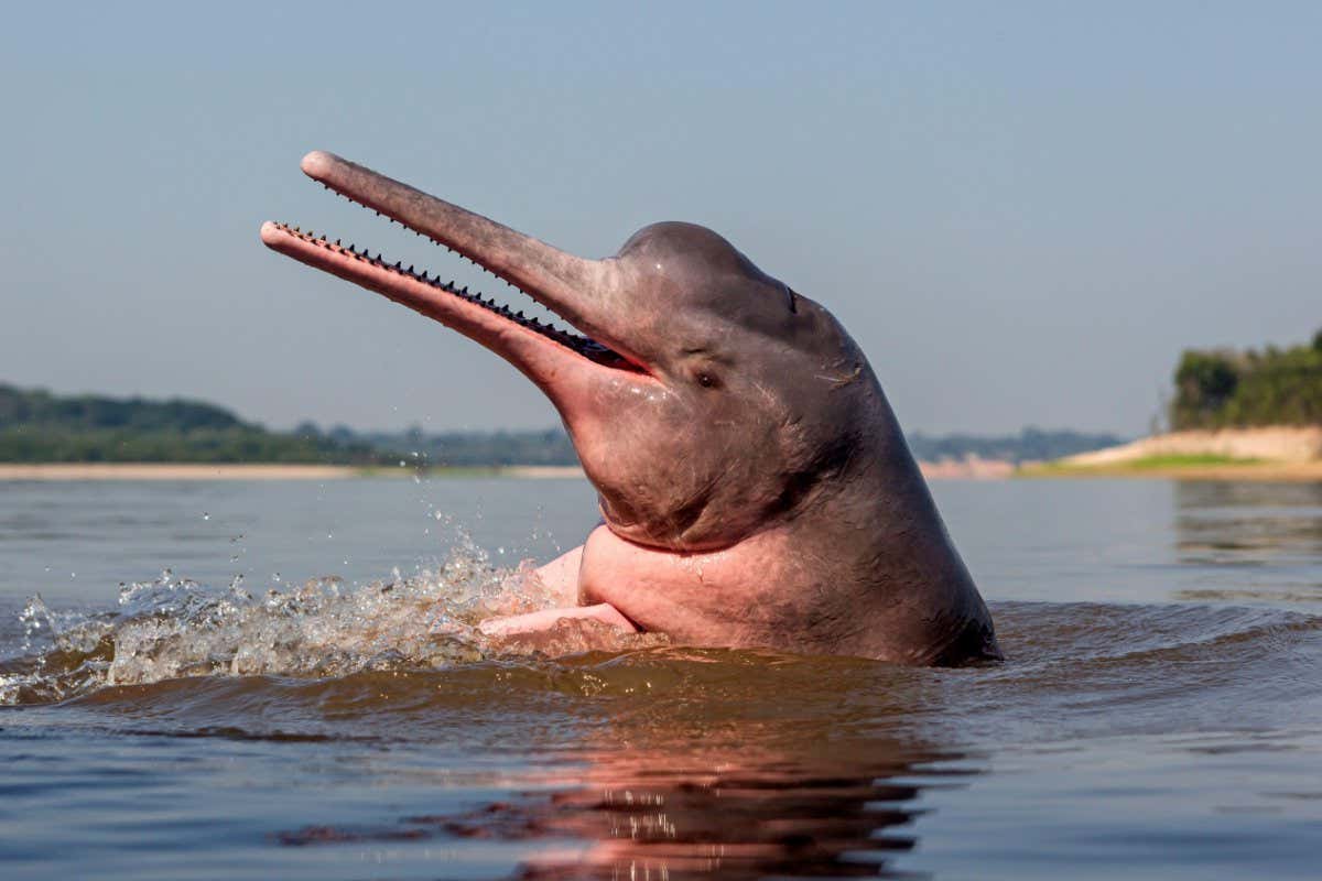 The Amazon's pink river dolphin population is in freefall