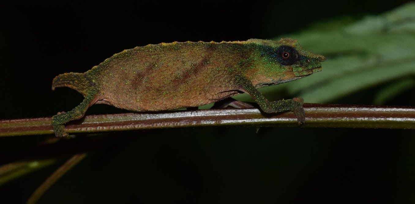 Malawi's tiny Chapman’s chameleons are holding on for dear life