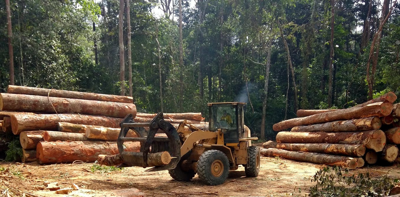 Even if Bolsonaro leaves power, deforestation in Brazil will be hard to stop