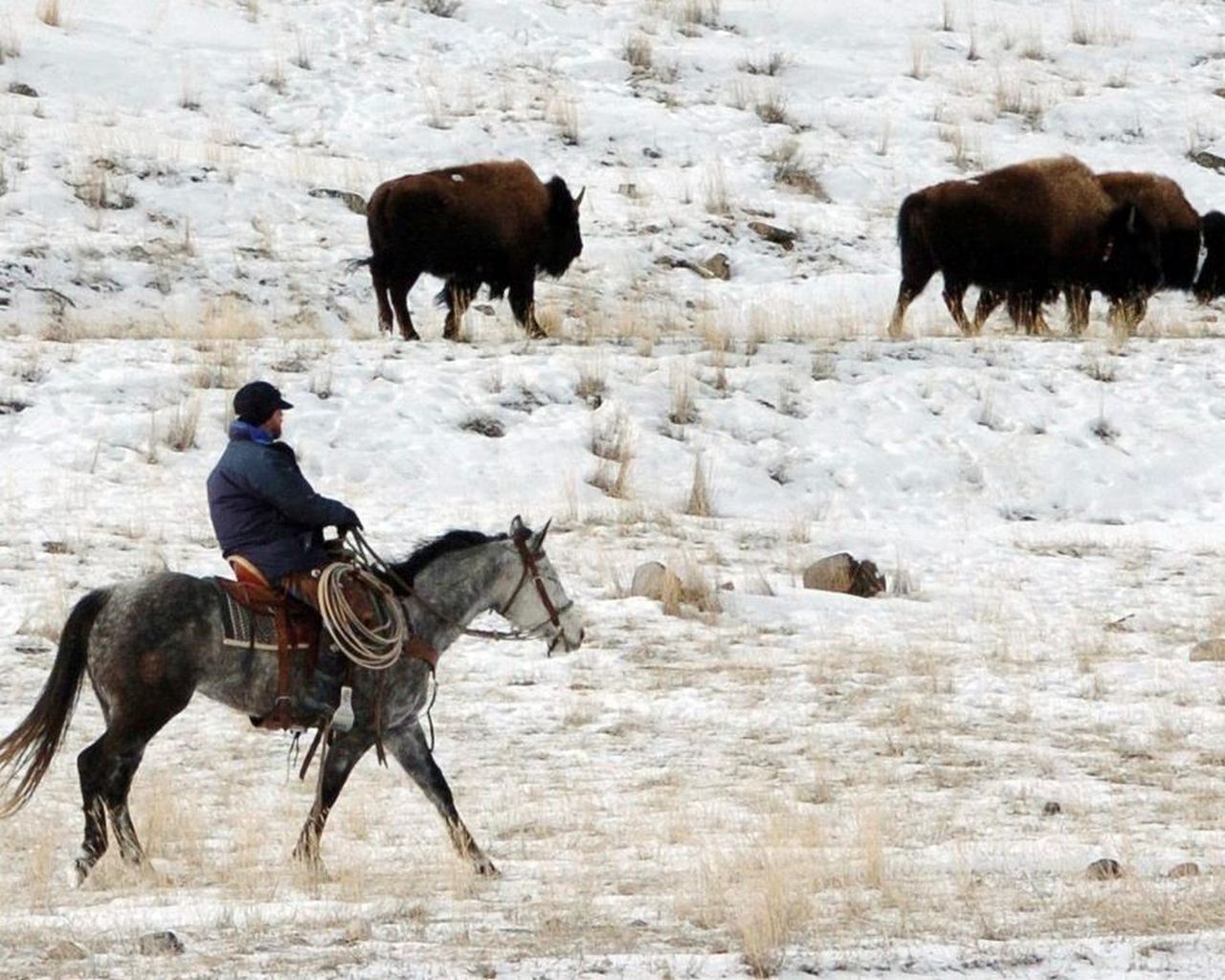 Documents detail push to manage Yellowstone bison as cattle
