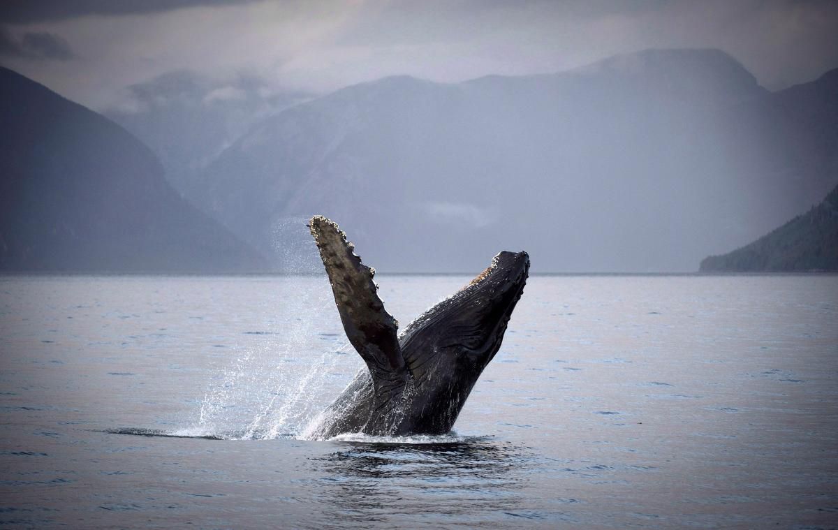 Our oceans are worthy of the eagle’s view