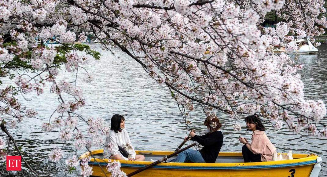 Japan's famous cherry blossoms bloom earliest in 1,200 years