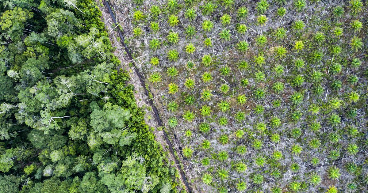Palm Oil Is In Half Of Your Groceries And Destroys Forests. Can We Fix That?