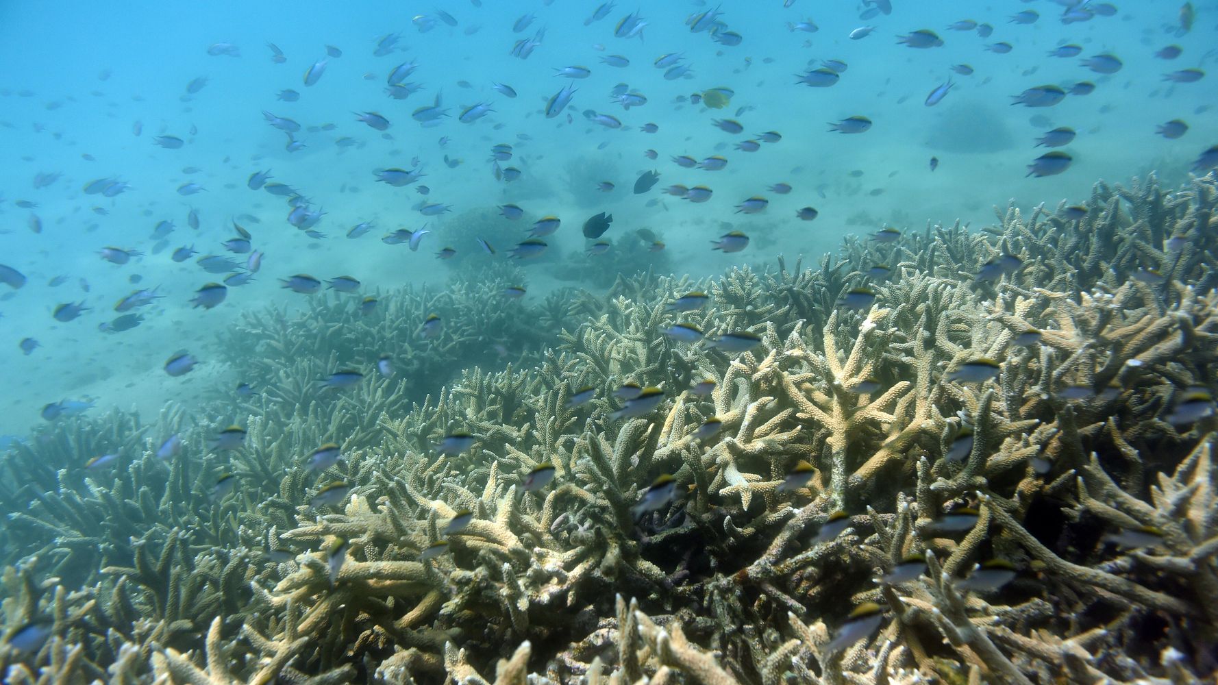 Australia's Great Barrier Reef Suffers Its Most Extensive Coral Bleaching Event