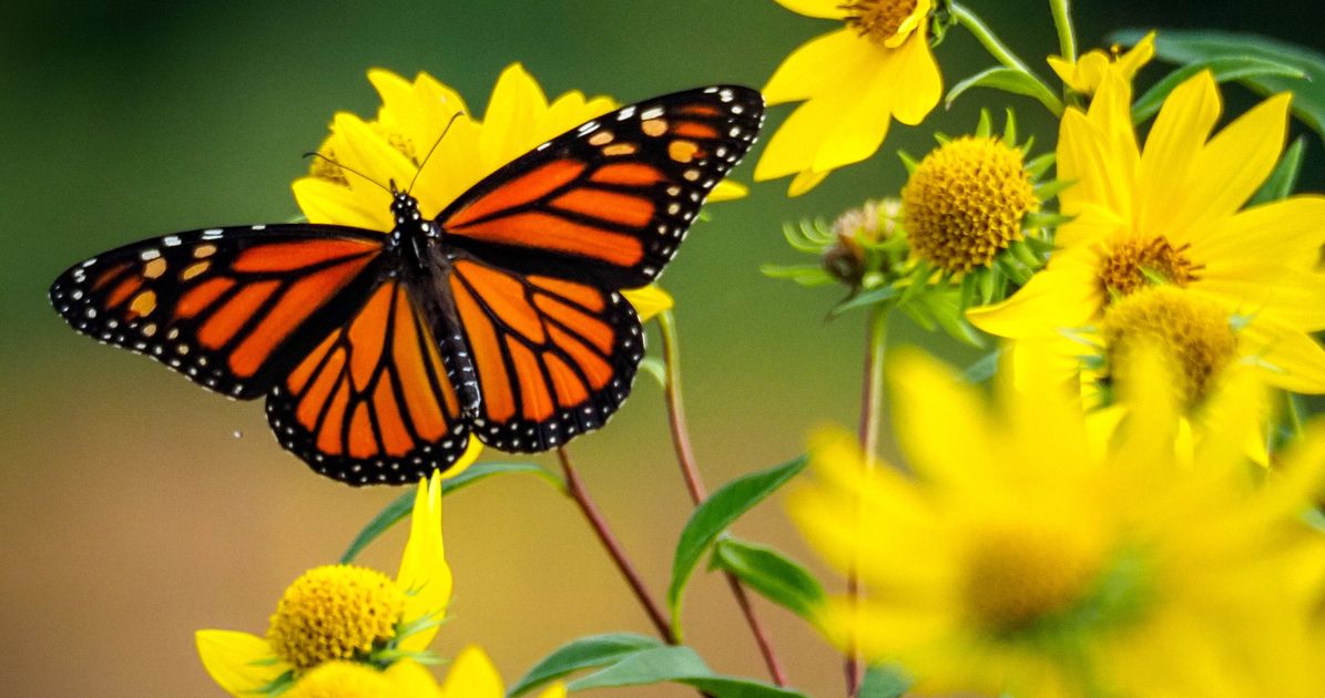 Scientists Need Your Help Spotting Monarch Butterflies This Winter
