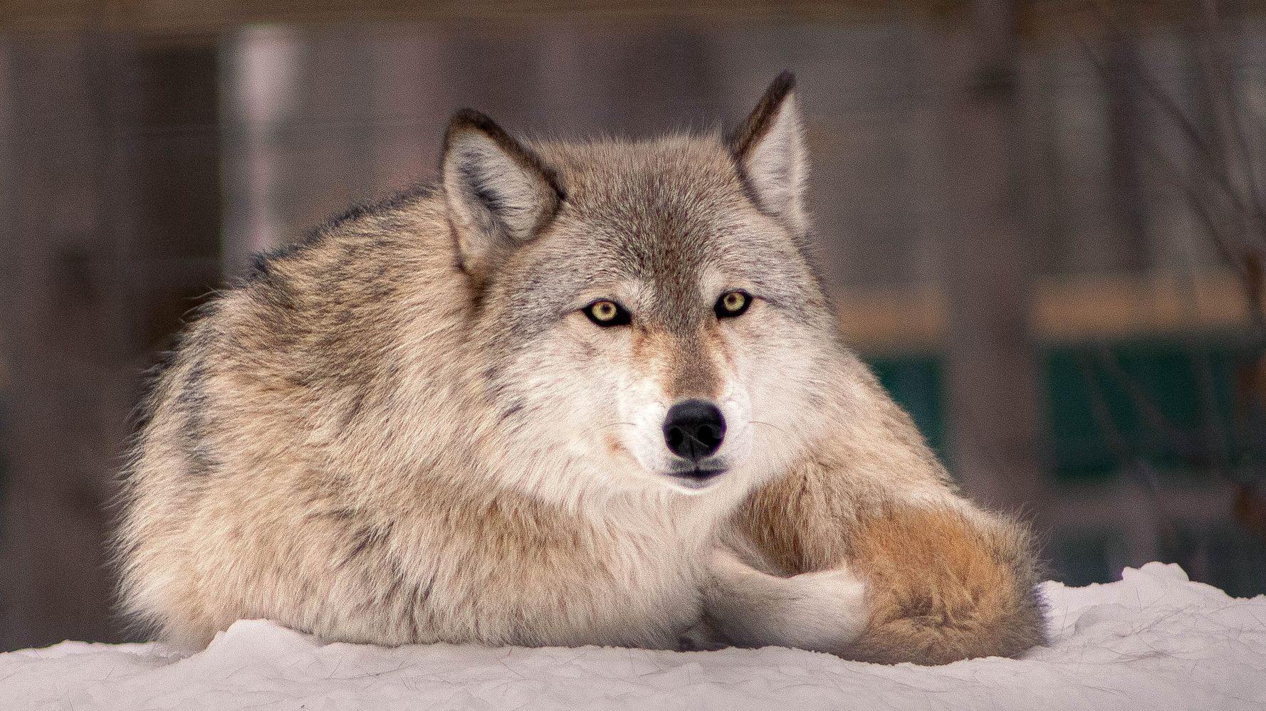 Idaho Gov. Signs Bill To Allow Killing 90% Of State's Wolves