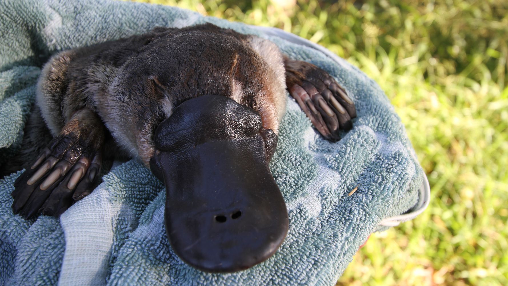 Platypuses To Be Reintroduced To Australia’s Oldest National Park After Half-Century
