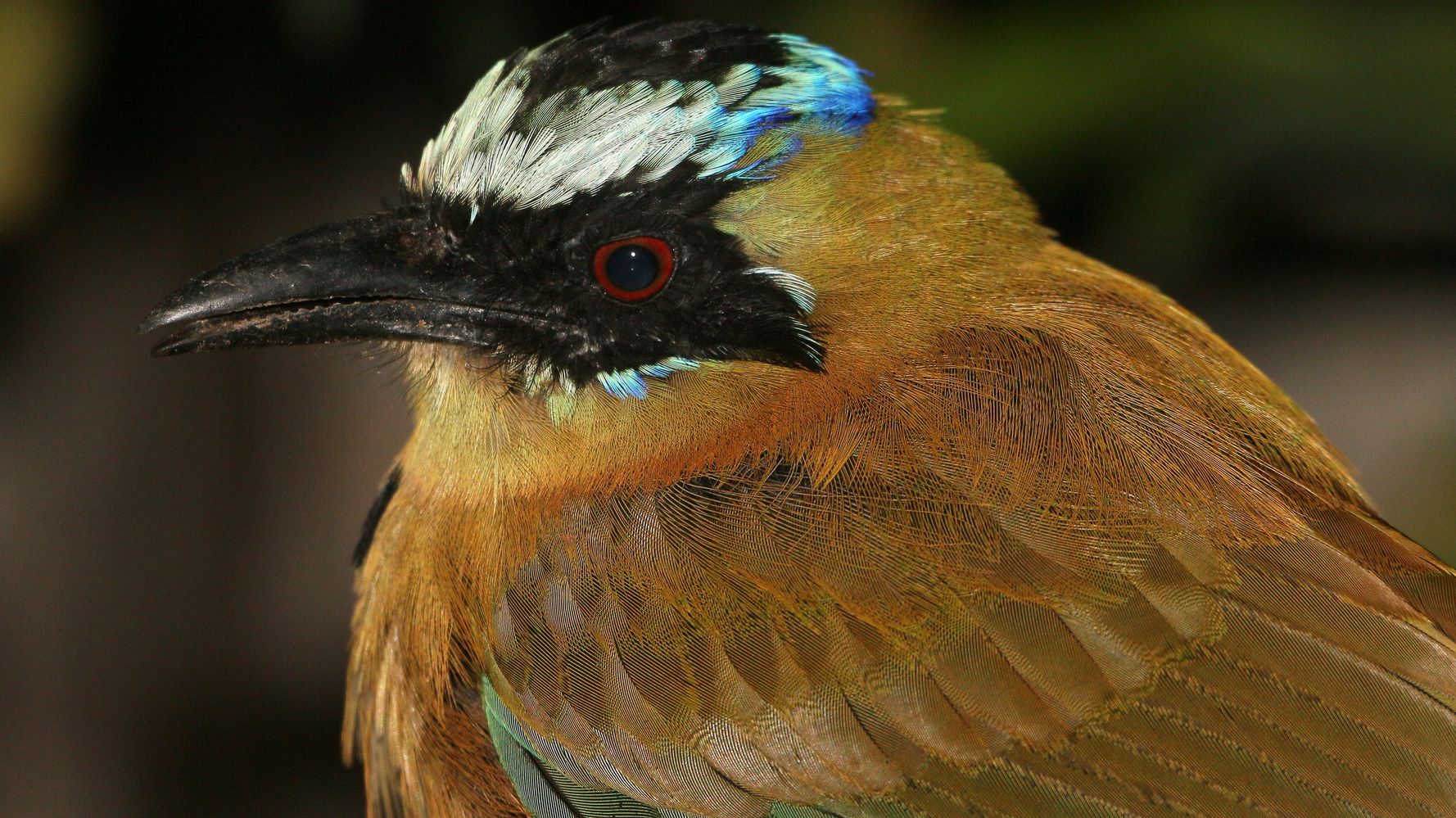 Birds In The Amazon Rainforest Are Shrinking As Temperatures Rise