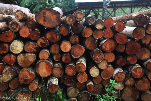 Indonesian law enforcers call for financial approach to fight illegal logging