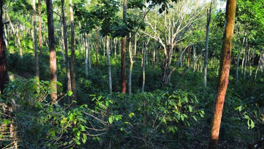 Faced with a health crisis, a plea for trees and agroforestry (commentary)