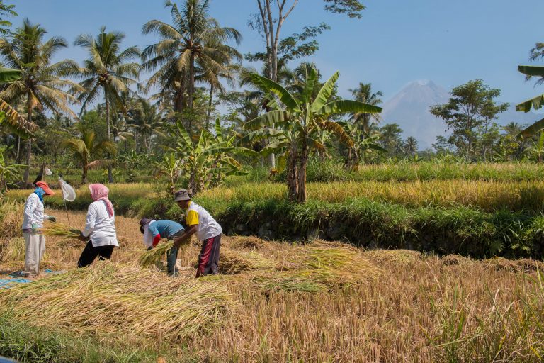 Indonesia’s food estate program eyes new plantations in forest frontiers