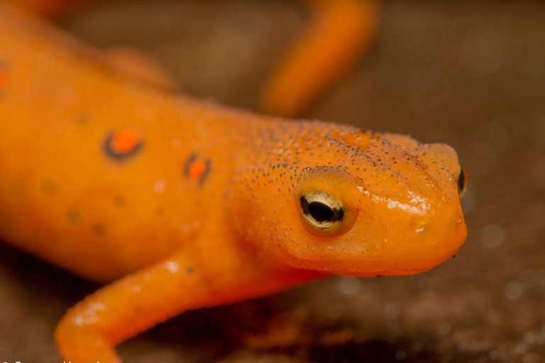 Podcast: Hellbenders, super-spreaders, and other salamanders face uncertain futures