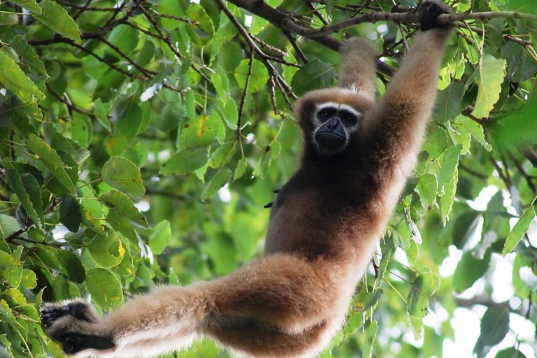 There’s still room to save Asia’s hoolock gibbons, study says, but only just