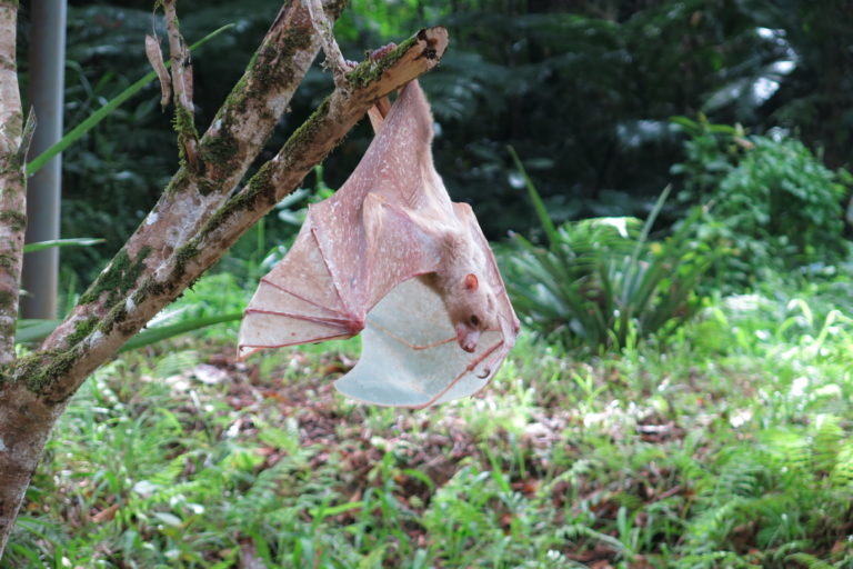 Philippine fruit bats may be entirely new species of their own, DNA suggests
