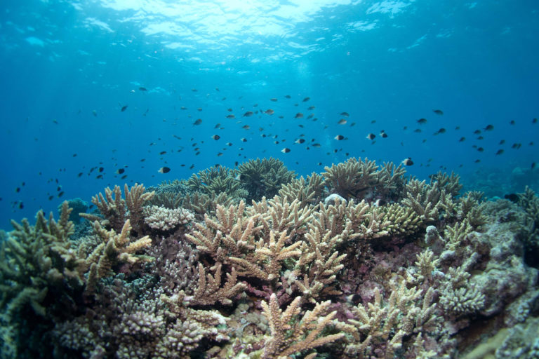 Ocean deoxygenation could be silently killing coral reefs, scientists say