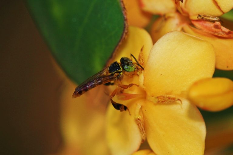 Brazil’s native bees are vital for agriculture, but are being killed by it