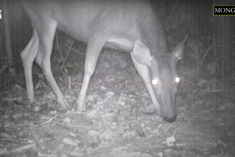 What is a sambar deer? Candid Animal Cam meets the vulnerable deer
