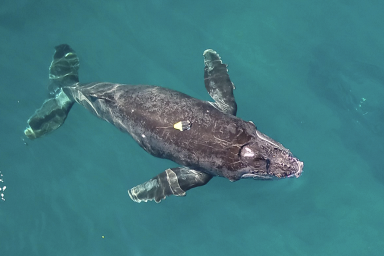 Baby humpback whales bulk up in Hawaii ahead of migration [VIDEO]