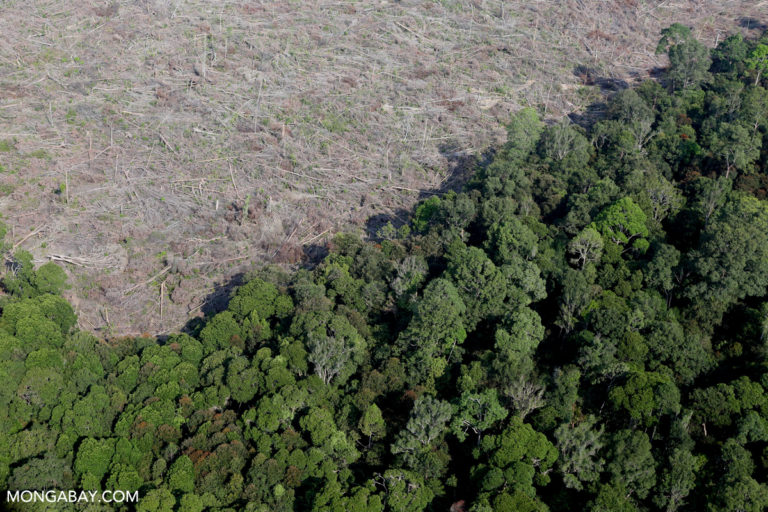 Indonesia’s biofuel bid threatens more deforestation for oil palm plantations